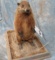 LIFESIZE GROUND HOG  TAXIDERMY