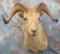 OLD ALASKAN DALL SHEEP MT TAXIDERMY