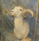 MERINO SHEEP SH MT TAXIDERMY