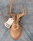 VINTAGE JACK A LOPE SH MT  TAXIDERMY