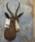 CHOCOLATE SPRINGBOK SH MT TAXIDERMY