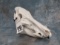 LARGE WILD BOAR SKULL