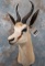 SPRINGBOK SH MT TAXIDERMY