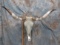 AQUA CRYSTAL LONGHORN SKULL TAXIDERMY