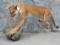 LIFESIZE MTN LION (ROUGH) TAXIDERMY