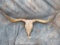 LARGE LONGHORN COW SKULL  TAXIDERMY