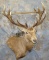 RED STAG WALL PED  TAXIDERMY