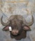 CAPE BUFFALO SH MT TAXIDERMY