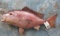 REPRO RED SNAPPER