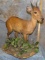PETERS DUIKER TAXIDERMY