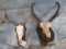 2 PRONGHORN FULL SKULL WALL MTS (2X$) TAXIDERMY