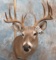 11 PT TX WHITETAIL SH MT  TAXIDERMY