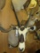 Gemsbok Sh Mt
