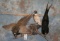 3 PHEASANTS ON LIMB TAXIDERMY