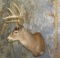 WHITETAIL SH MT TAXIDERMY