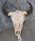LARGE HERD BULL BISON SKULL  TAXIDERMY