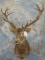 RED STAG SH MT TAXIDERMY