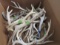 BOX OF 30LBS OF ANTLERS  TAXIDERMY