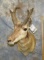 PRONGHORN SH MT TAXIDERMY