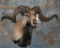 CORSICAN SHEEP SH MT  TAXIDERMY