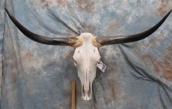 LONGHORN SKULL