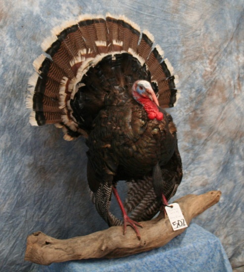 VERY NICE MOUNT - STRUTTING TURKEY TAXIDERMY