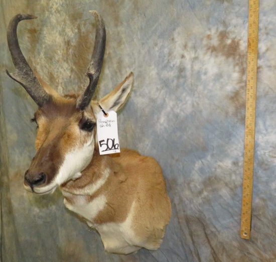 PRONGHORN SH MT TAXIDERMY