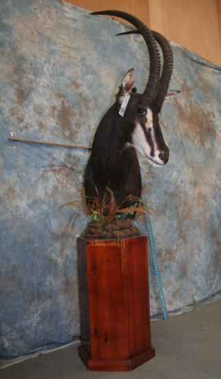 SABLE PED MT TAXIDERMY