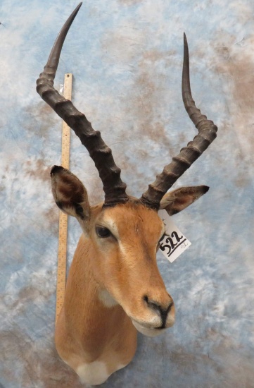 IMPALA SH MT TAXIDERMY