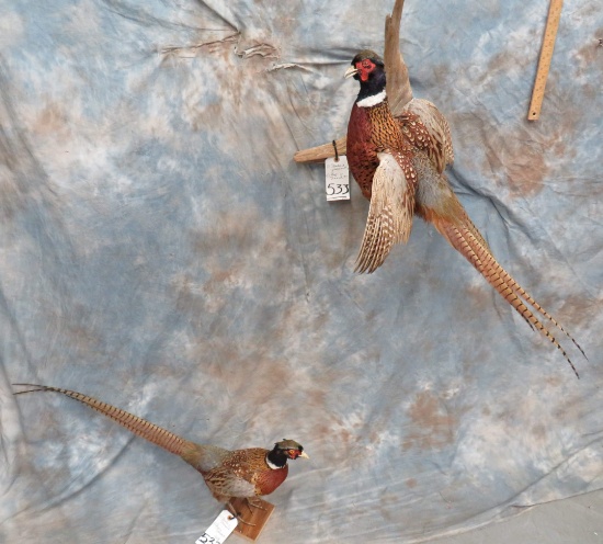 STANDING PHEASANT & FLYING PHEASANT (2X$)