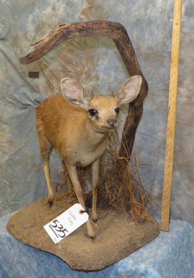 GRYSBOK PYMY TAXIDERMY