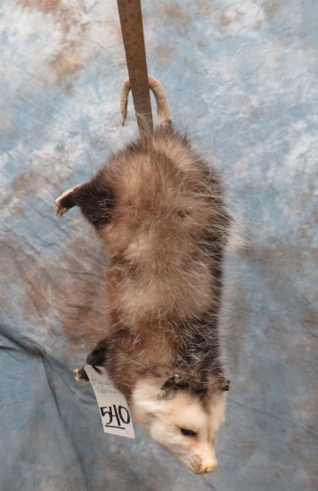 HANGING LIFESIZE POSSUM  TAXIDERMY