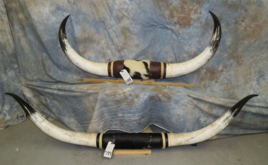 2 SETS OF MOUNTED STEERHORNS (2X$) TAXIDERMY