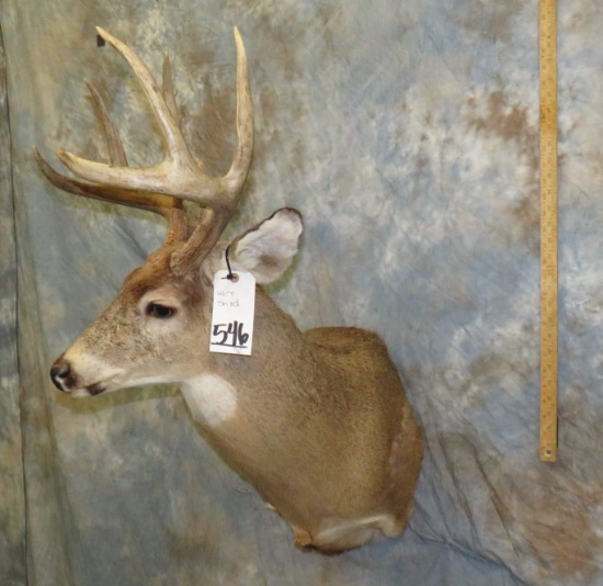 WHITETAIL SH MT TAXIDERMY