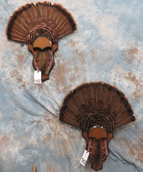 2 TURKEY FAN DISPLAYS (2X$) TAXIDERMY