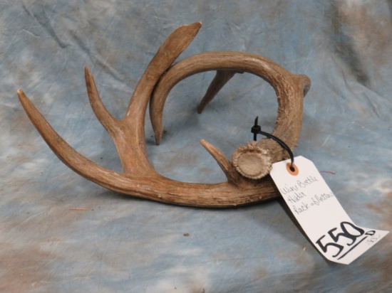 WINE BOTTLE RACK OF ANTLERS HOLDER