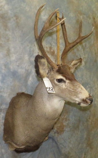 MULE DEER SH MT TAXIDERMY