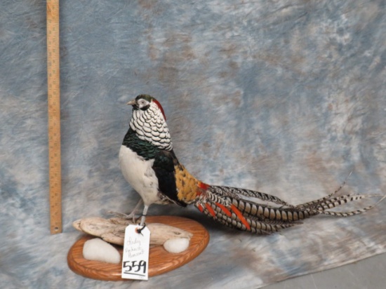 LADY AMHERST PHEASANT TAXIDERMY