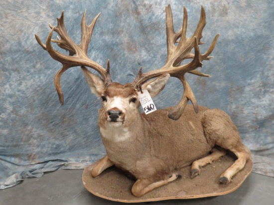 LIFESIZE LAYING MULE DEER W/ XL REPRODUCTION HORNS TAXIDERMY