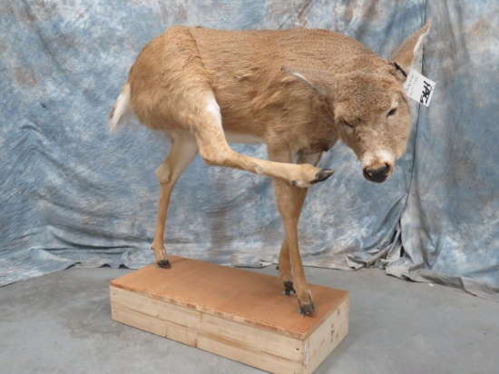 LIFESIZE WHITETAIL DOE TAXIDERMY