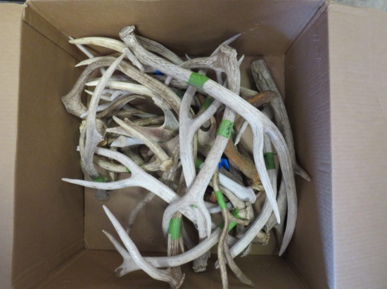 30 LB BOX OF ANTLERS  TAXIDERMY
