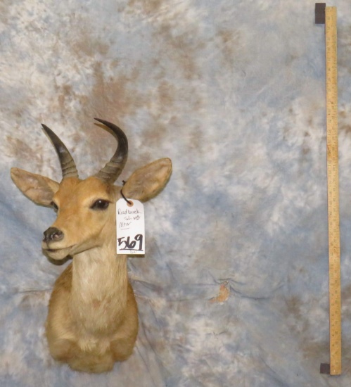 MTN REEDBUCK TAXIDERMY