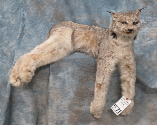 LIFESIZE CANADIAN LYNX  TAXIDERMY