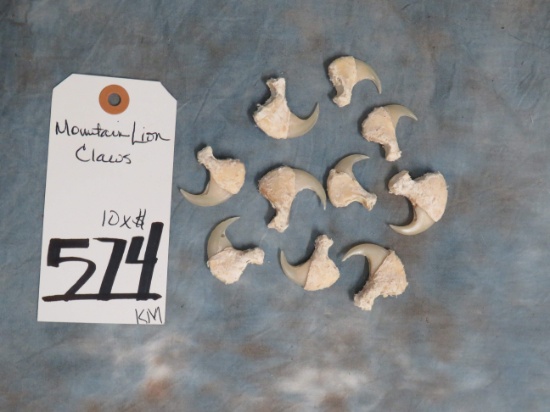 10 NICE MTN LION CLAWS (10x$) TAXIDERMY