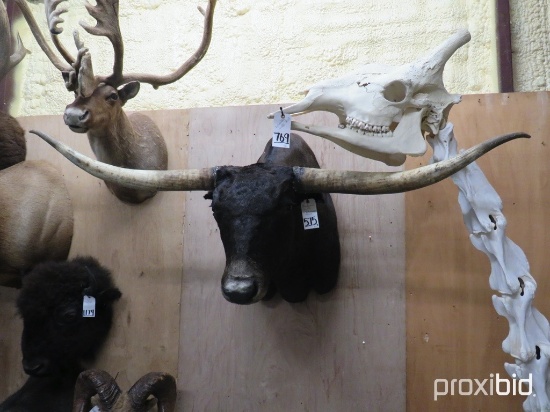 LONGHORN SH MT W/DETACHABLE HORNS  TAXIDERMY