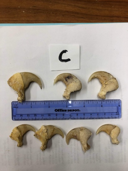 7 AFRICAN LION CLAWS (7x$) (TX RES)  TAXIDERMY