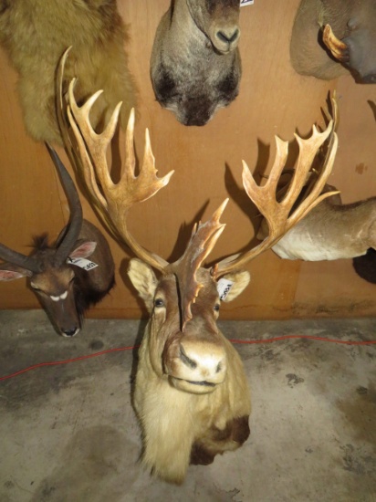 CARIBOU SH MT TAXIDERMY