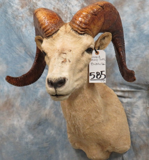 DESERT SHEEP SH MT (BRITTLE HAIR) TAXIDERMY