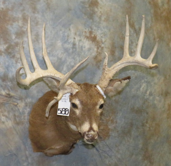 FREAK WHITETAIL SH MT TAXIDERMY