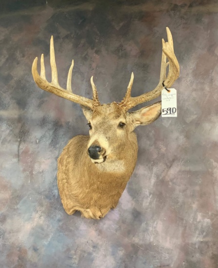 BIG TYPICAL WHITETAIL SH MT  TAXIDERMY